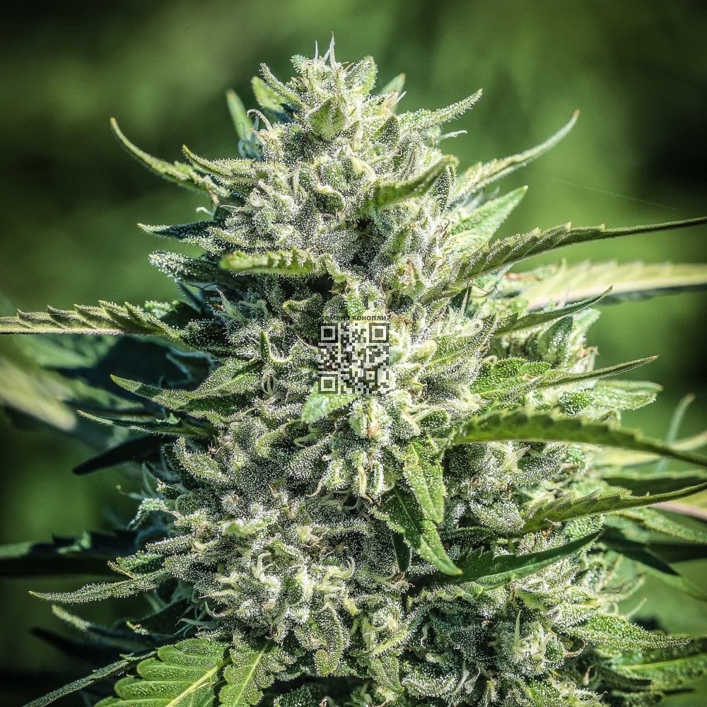 white-cbg-cannabis.jpg