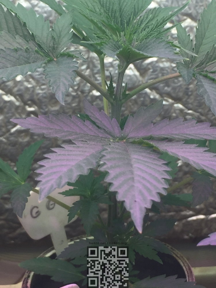 IMG_1398.JPG