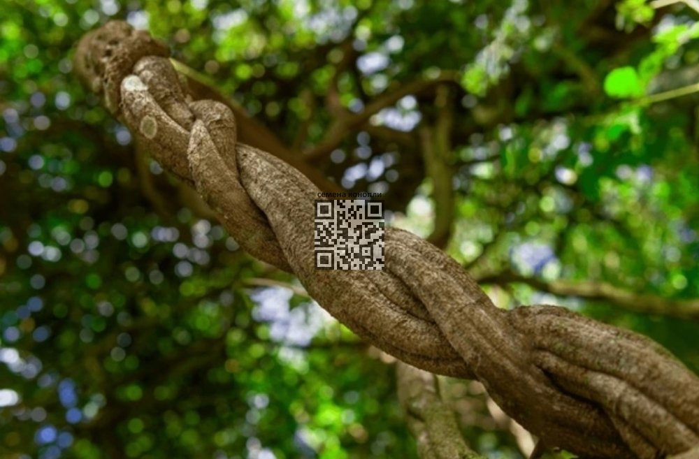 banisteriopsis-caapi.jpg