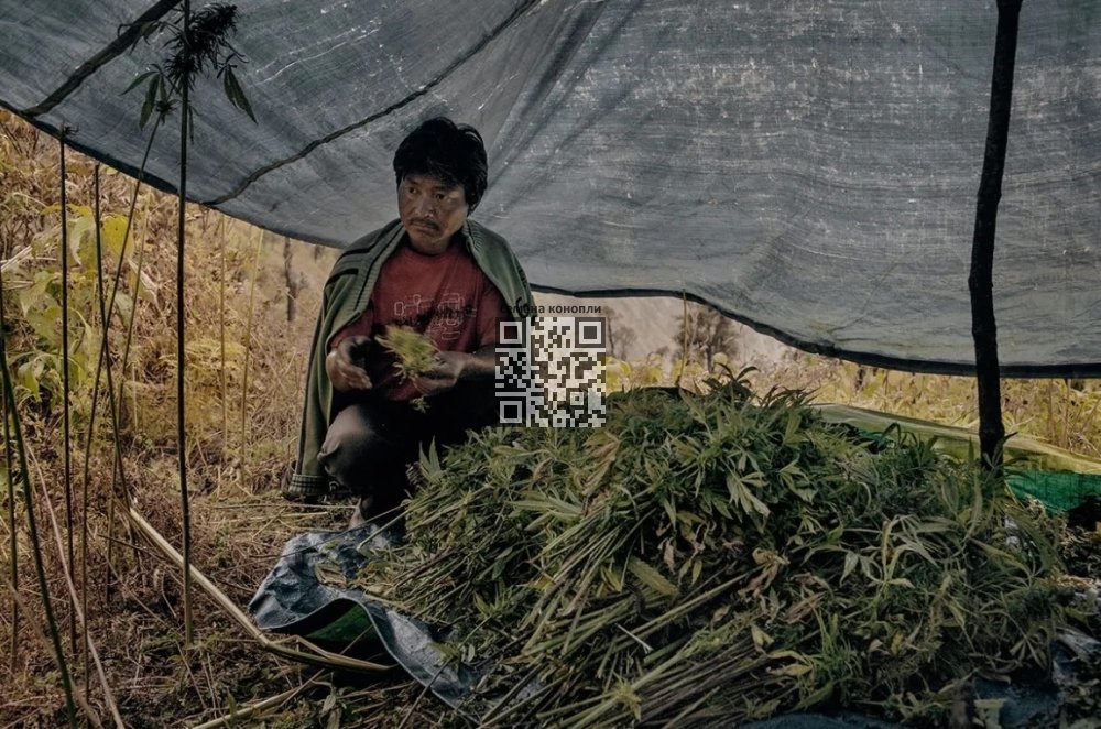 cannabis-grower-himalayas.jpg