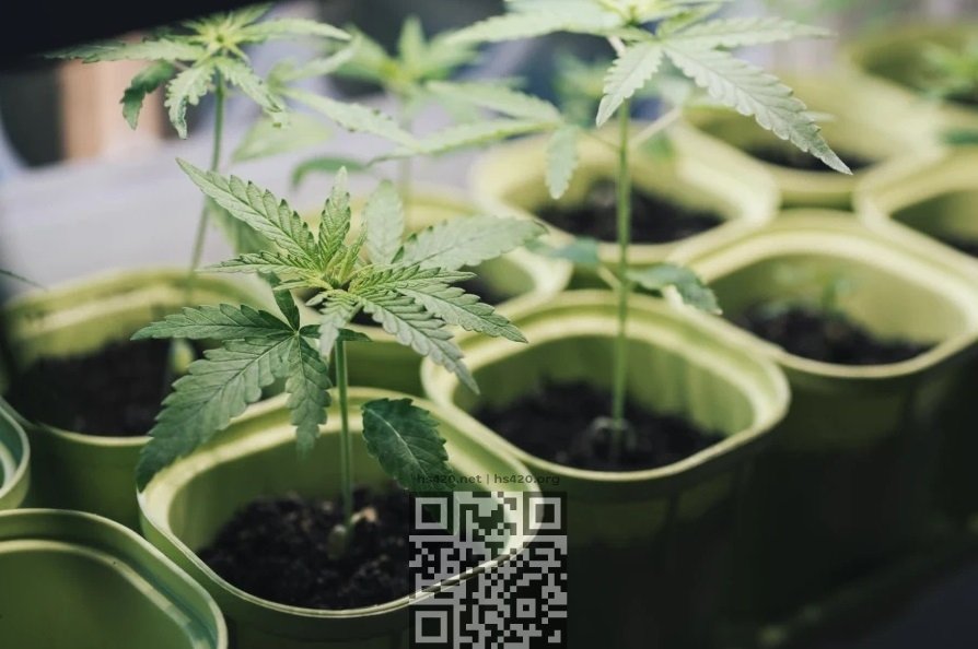 cannabis-growing.jpg