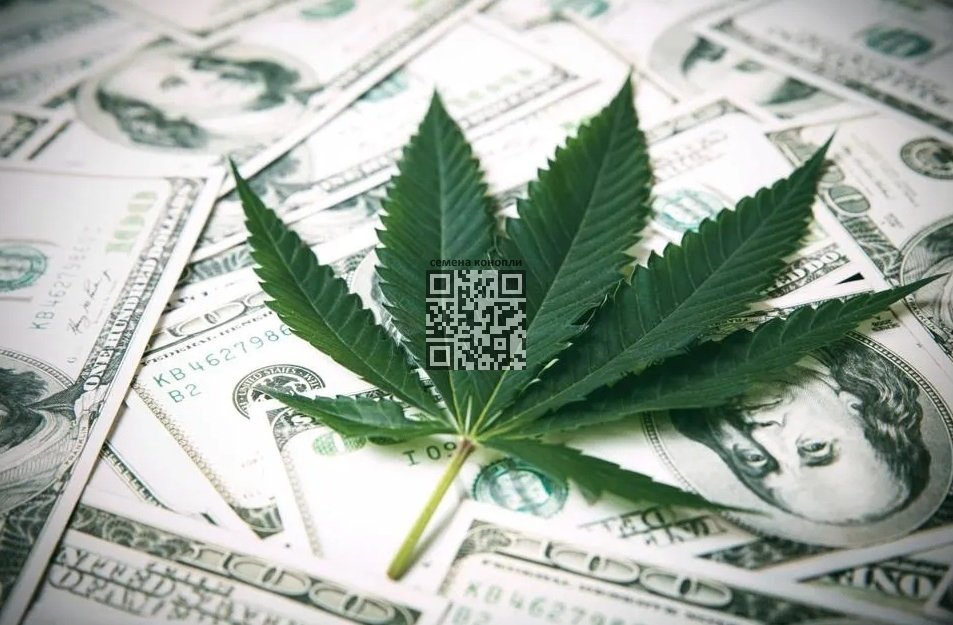 cannabis-money.jpg