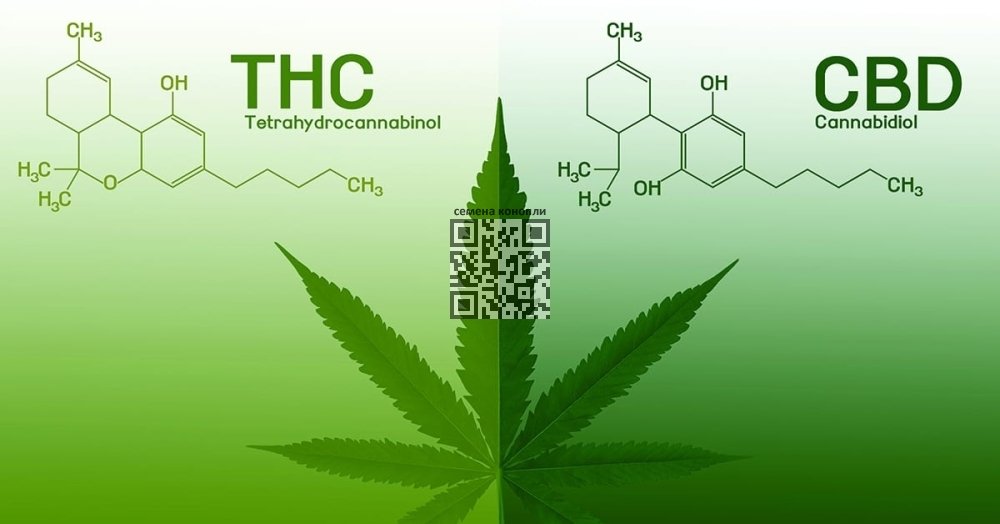 cbd-and-thc.jpg