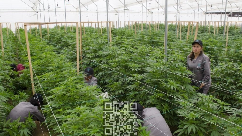 colombia-cannabis-farm.jpg