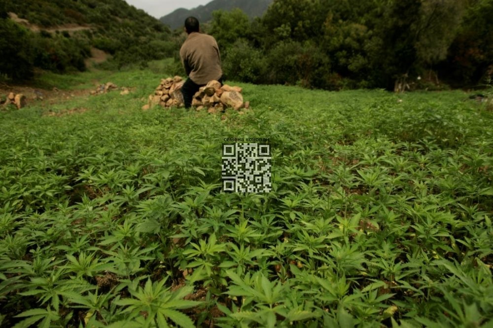 farmer-guards-illigal-cannabis-farm.jpg