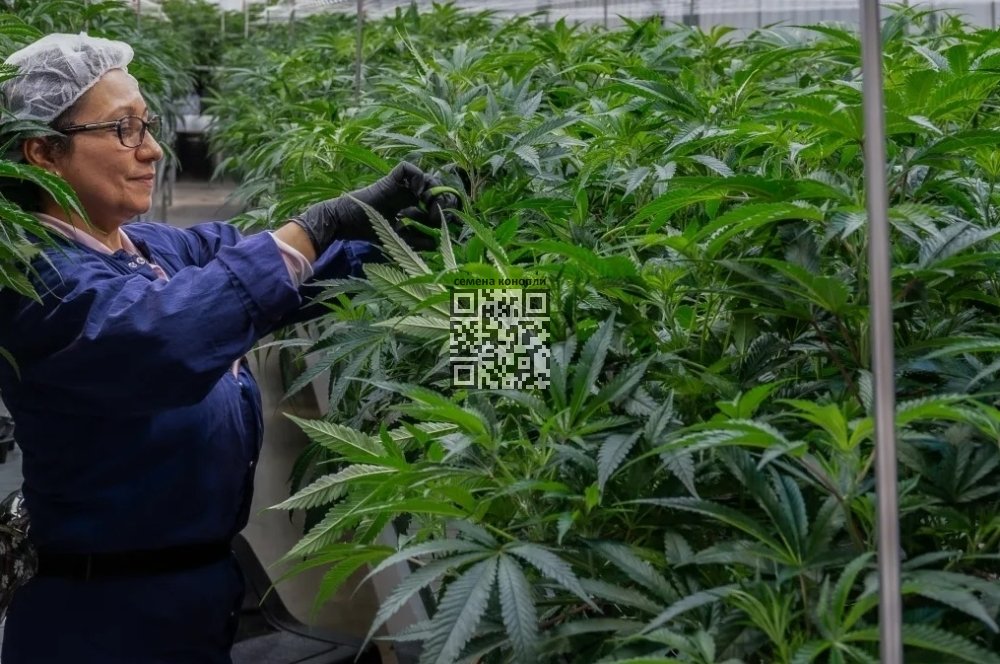 florida-medcan-farm.jpg