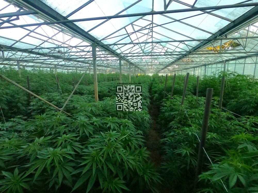 freedom-farms-hemp-grow.jpg