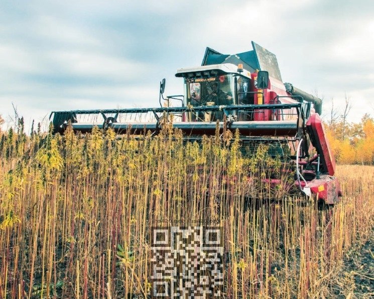 hemp-grow-russia.jpg