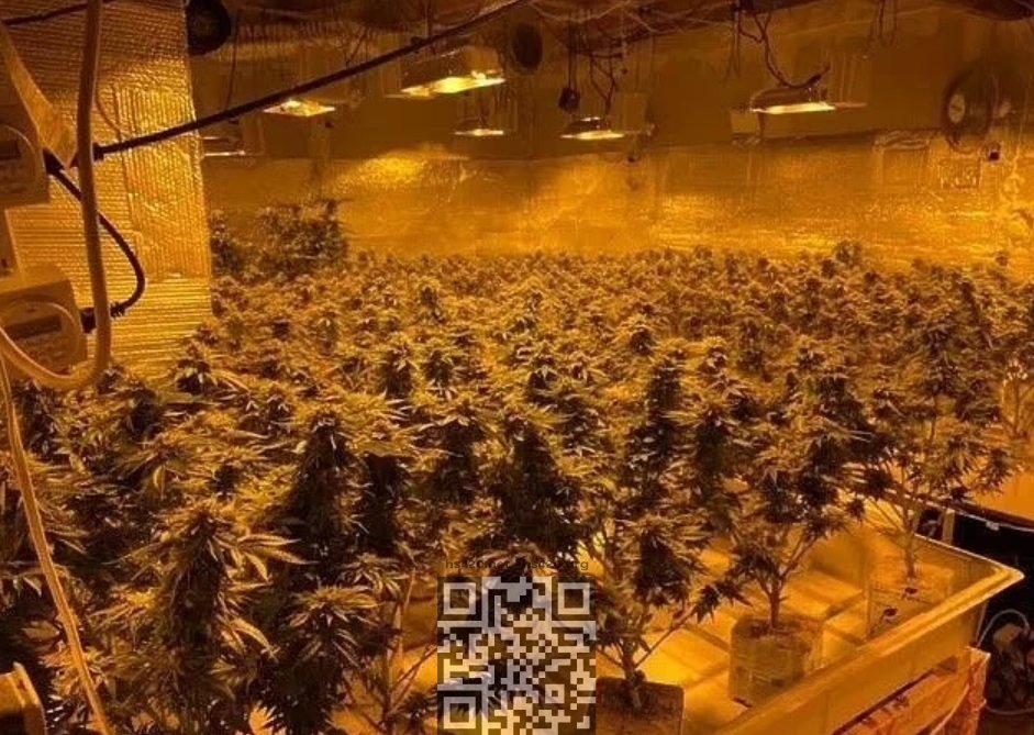 jiamin-liao-cannabis-farm.jpg