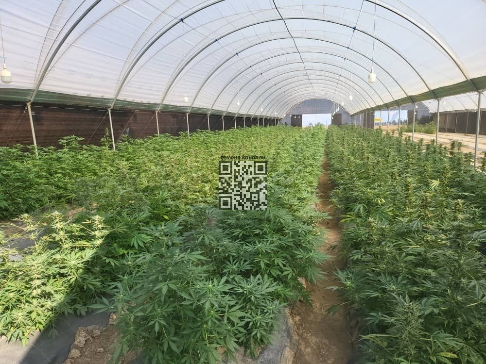 kkog-cannabis-farm.jpg