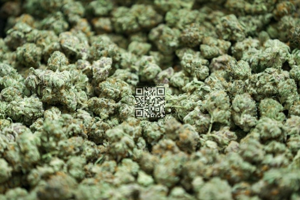 lots-of-marijuana.jpg