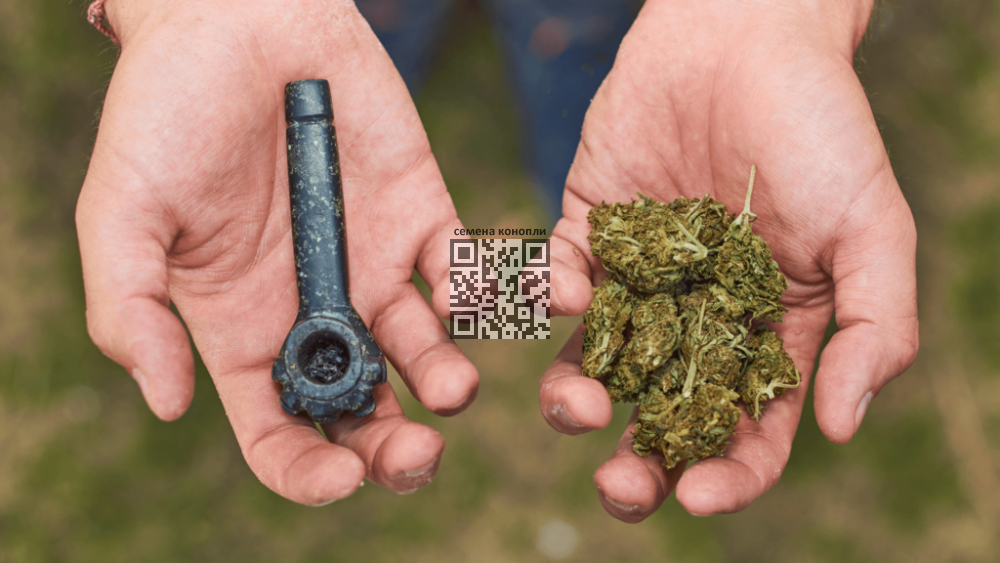 marijuana-thailand-seized.png