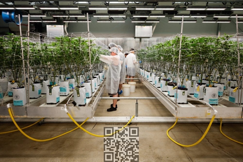 medcan-grow-us.jpg