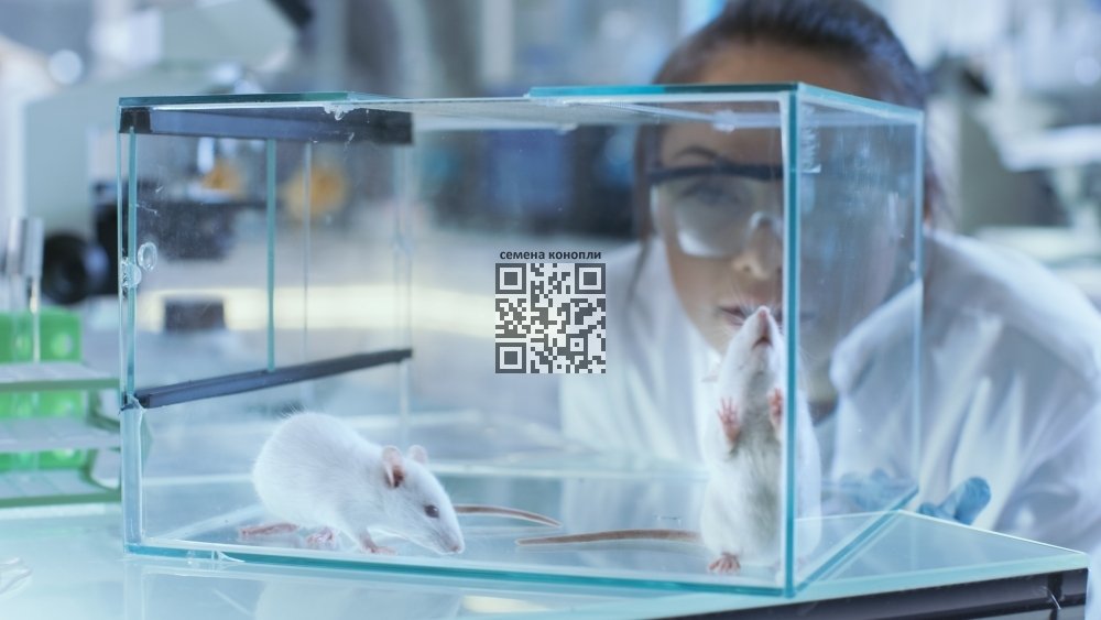 mice-lab.jpg