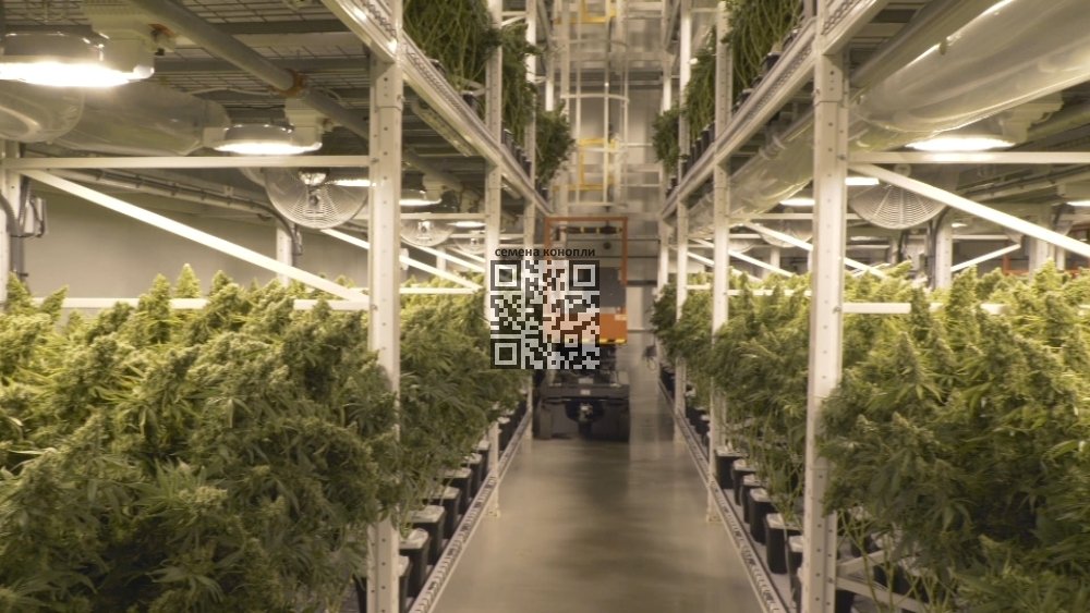 organigram-cannabis-farm.jpeg