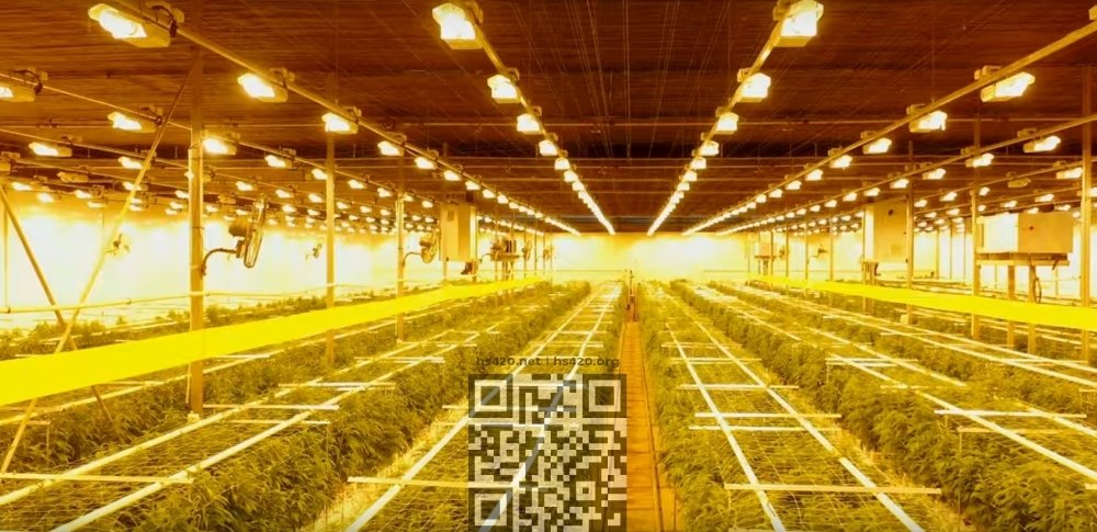 pharmin-cannabis-farm.jpg