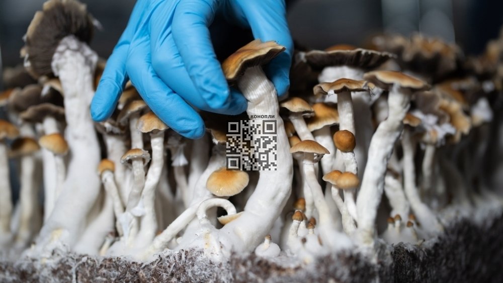 psilocybin-mushrooms-research.jpg