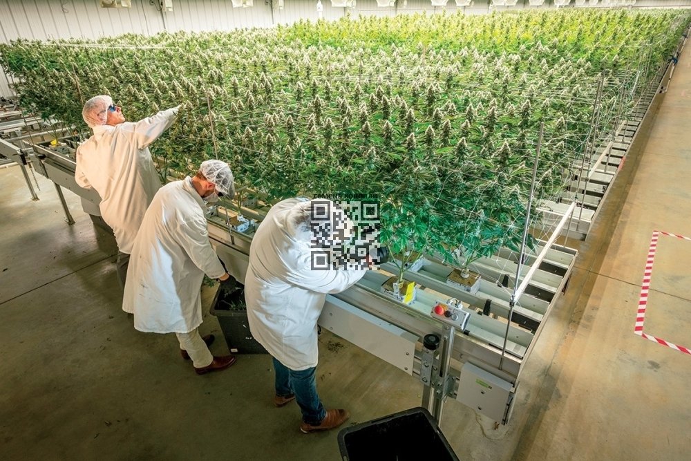 trulieve-cannabis-farm.jpg