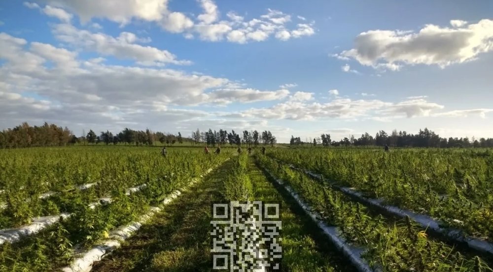 uruguay-cannabis-grow.jpg