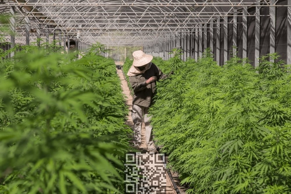 argentina-hemp-grow.jpg