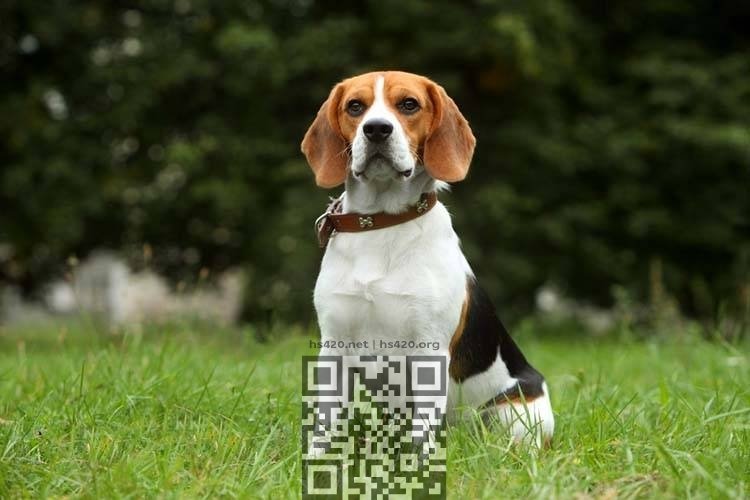 beagle.jpg