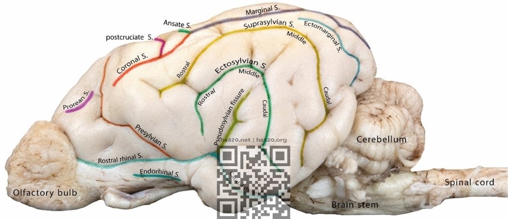 canine-brain.jpg