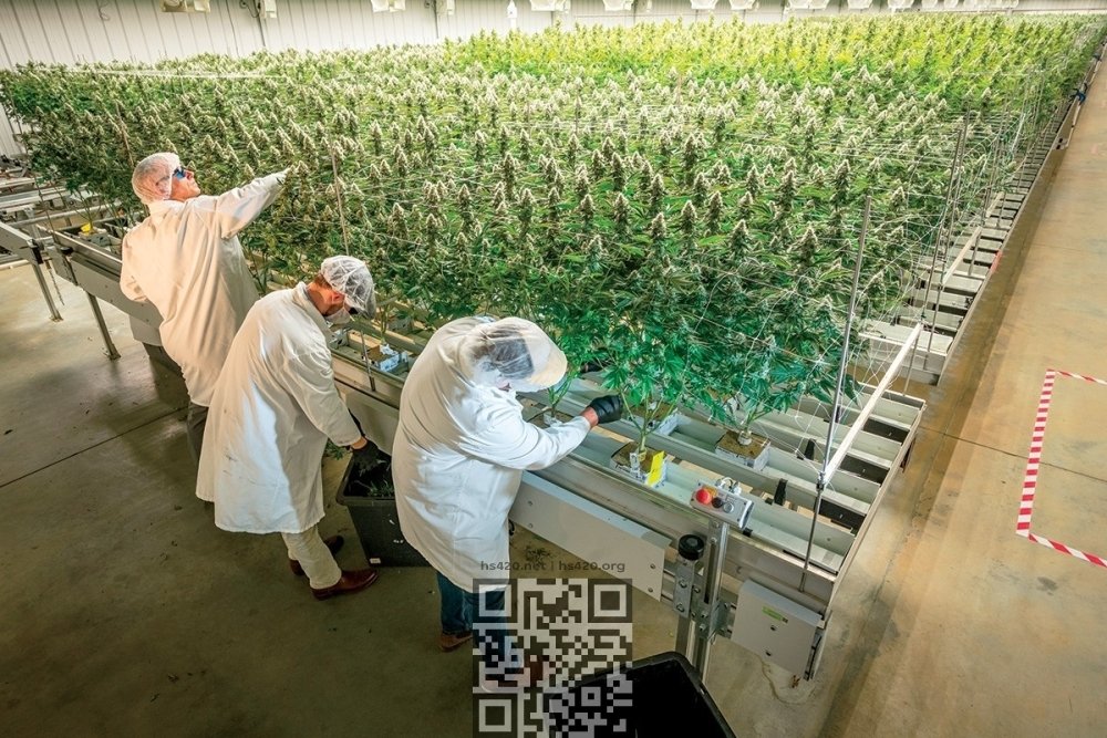 cannabis-farm-trulieve.jpg