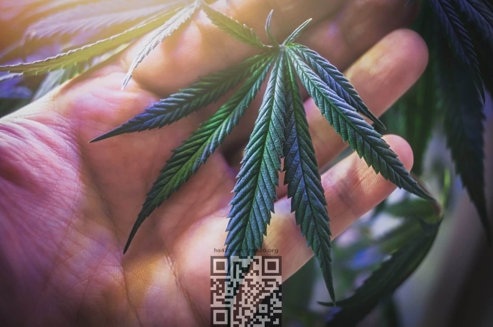 cannabis-leaf.jpg