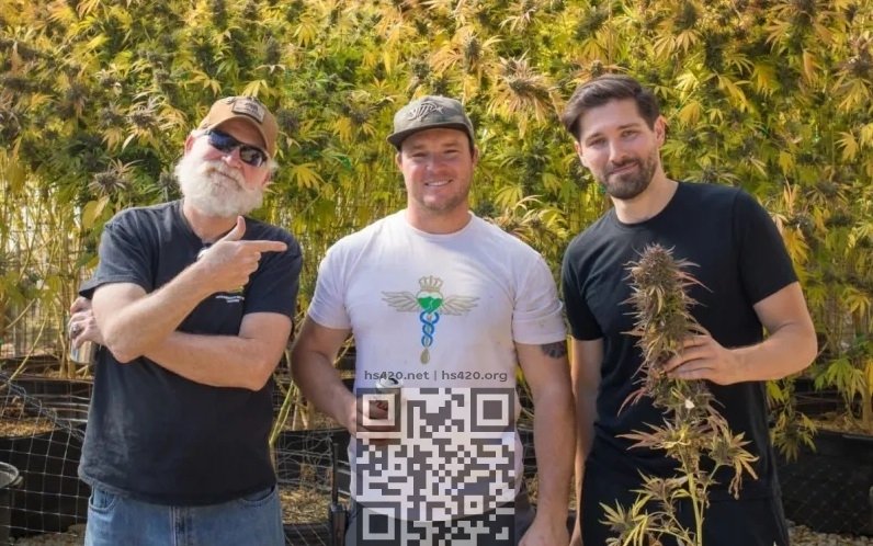 cannabis-partners.jpg