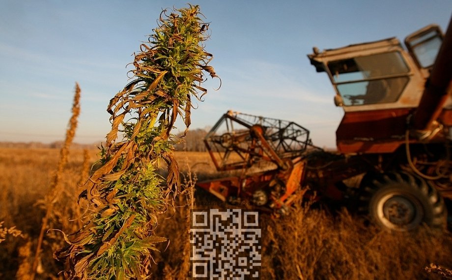 hemp-grow-russia.jpg