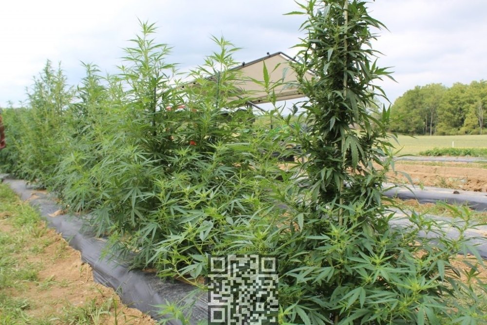 hemp-grow-us.jpg