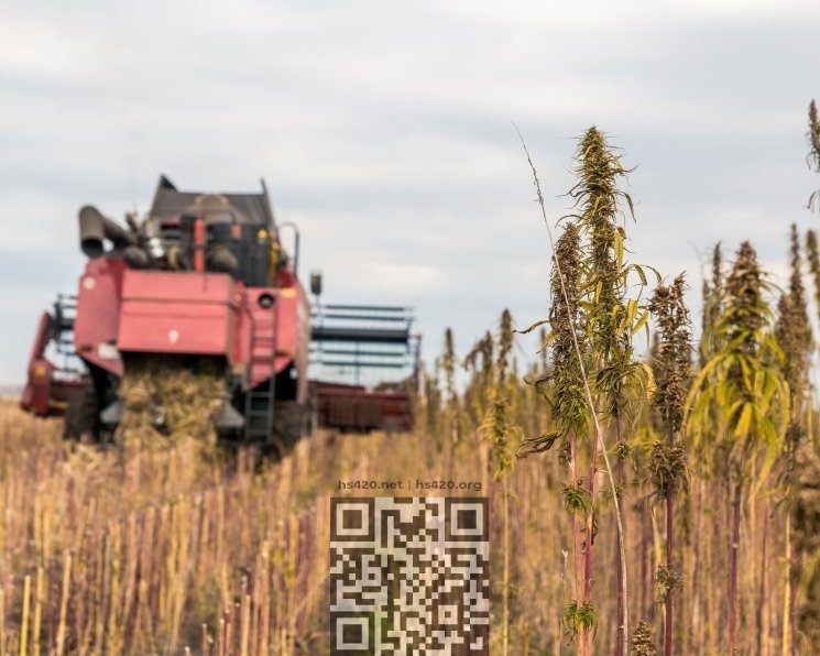 hemp-grow.jpg
