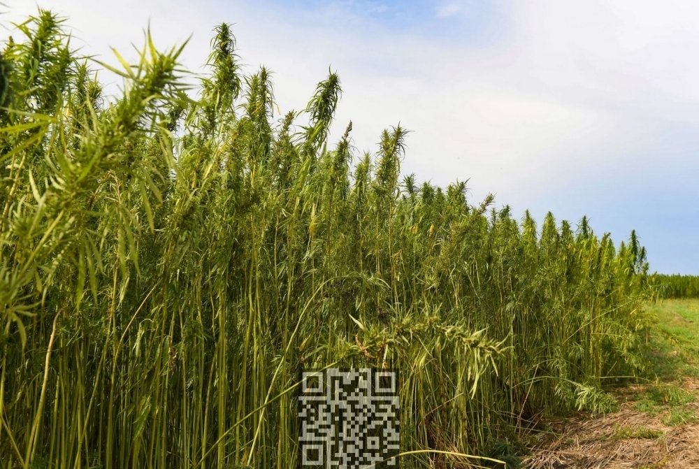 hemp-grow.jpg