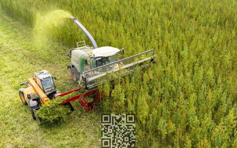 hemp-harvest.jpeg