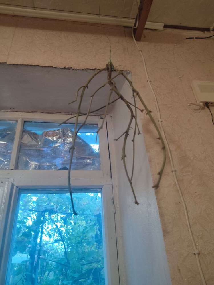 image.thumb.png.ad1b08378b0fb7efbad6b68412797204.png