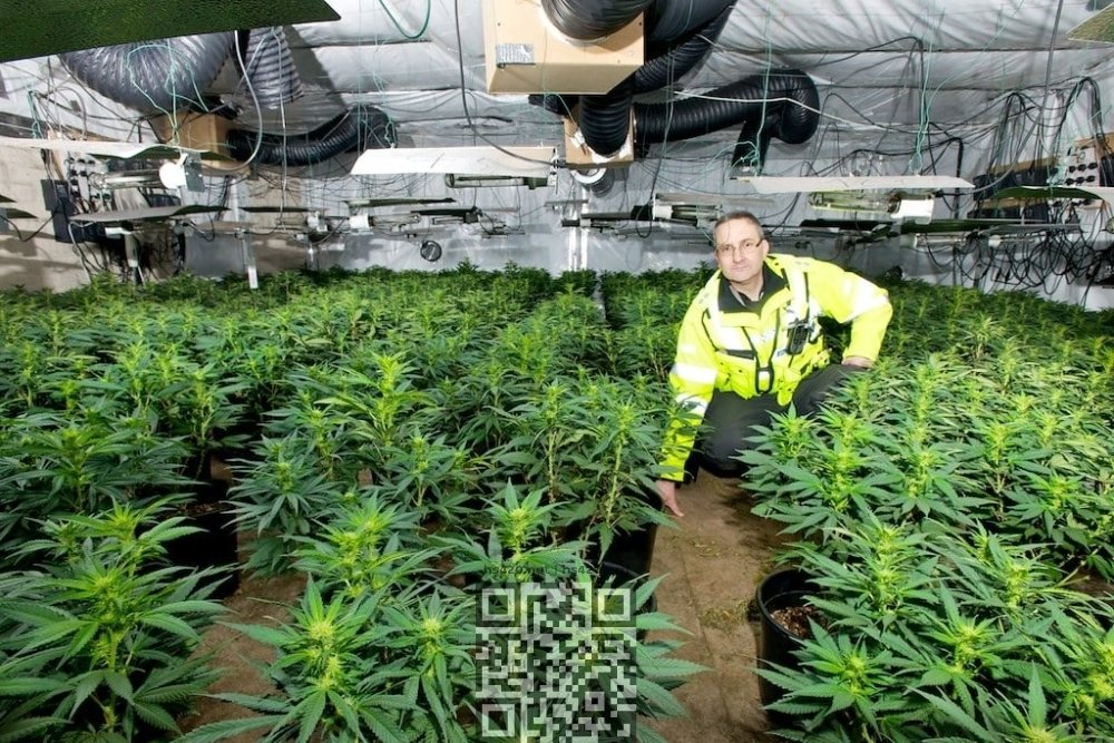 netherlands-illicit-cannabis-farm.jpg