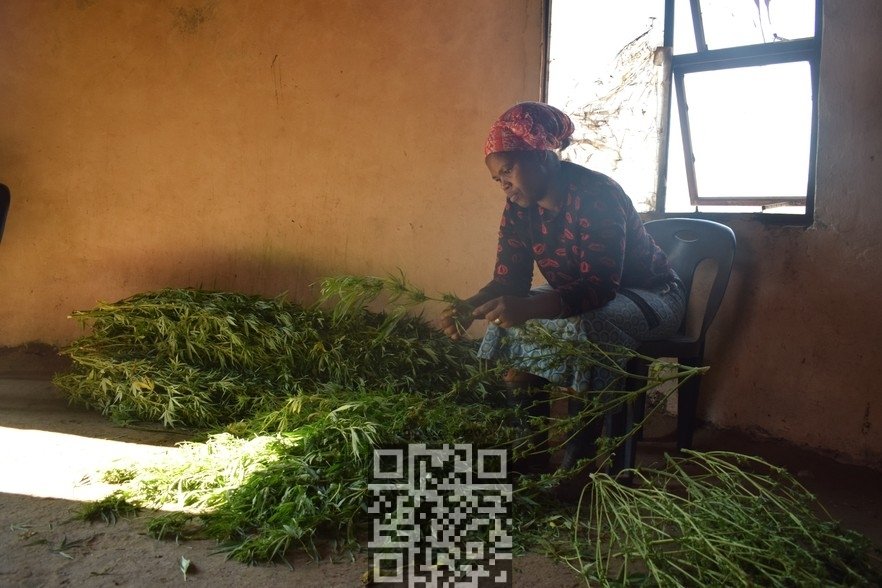 nonkanyiso-trimming-cannabis.jpg