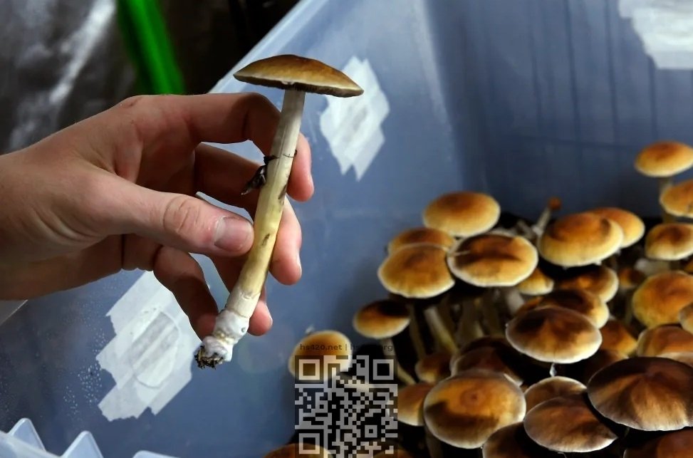 psilocybin-mushrooms-grow.jpg