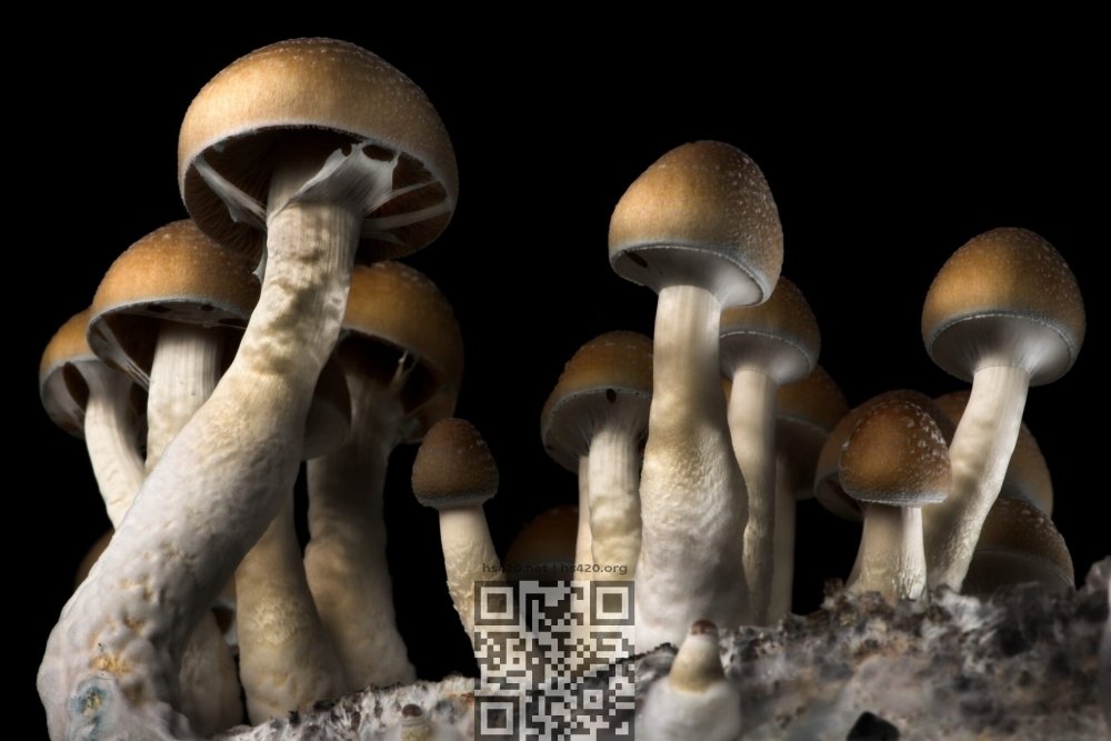 psilocybin-mushrooms-growing.jpg