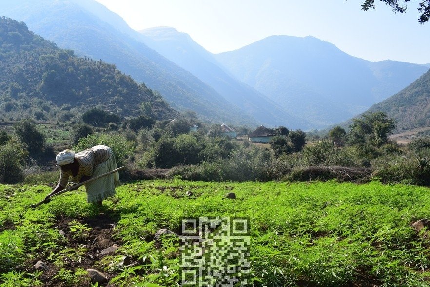 sa-farmer-tending-cannabis.jpg