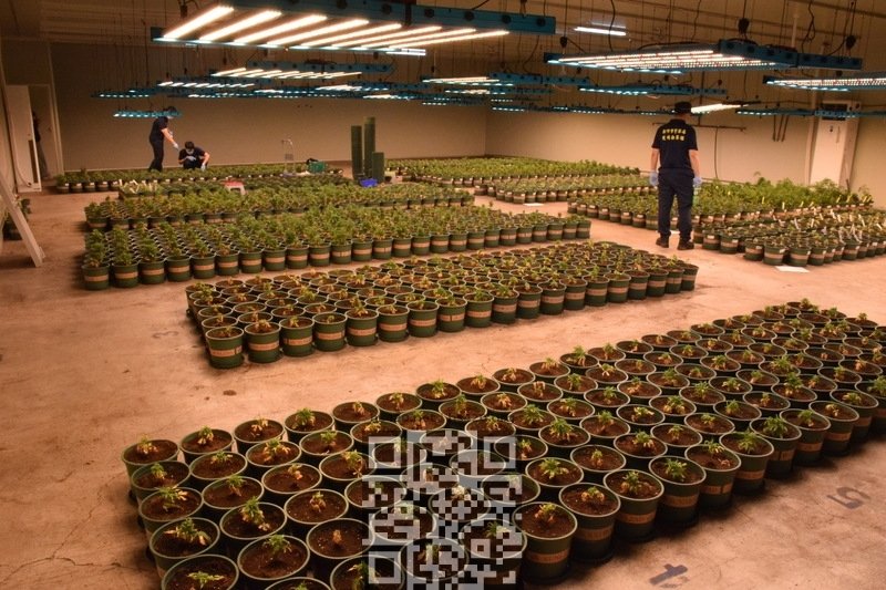 taiwan-largest-cannabis-farm.jpg