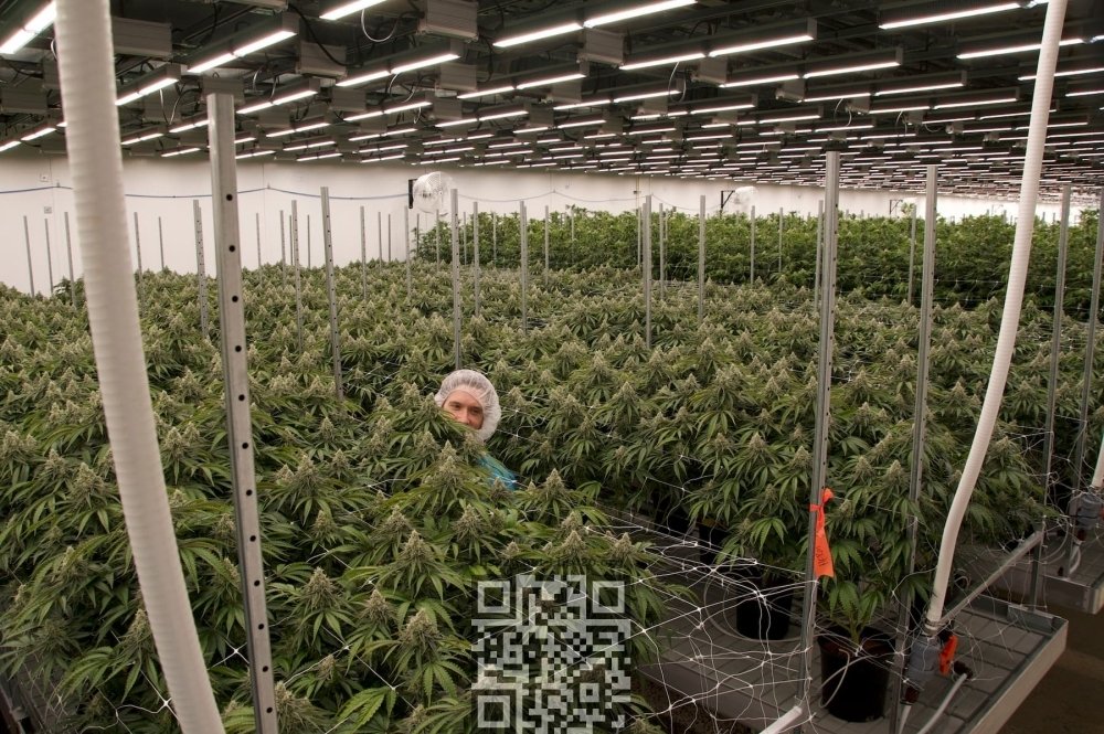 trulieve-cannabis-farm.jpg