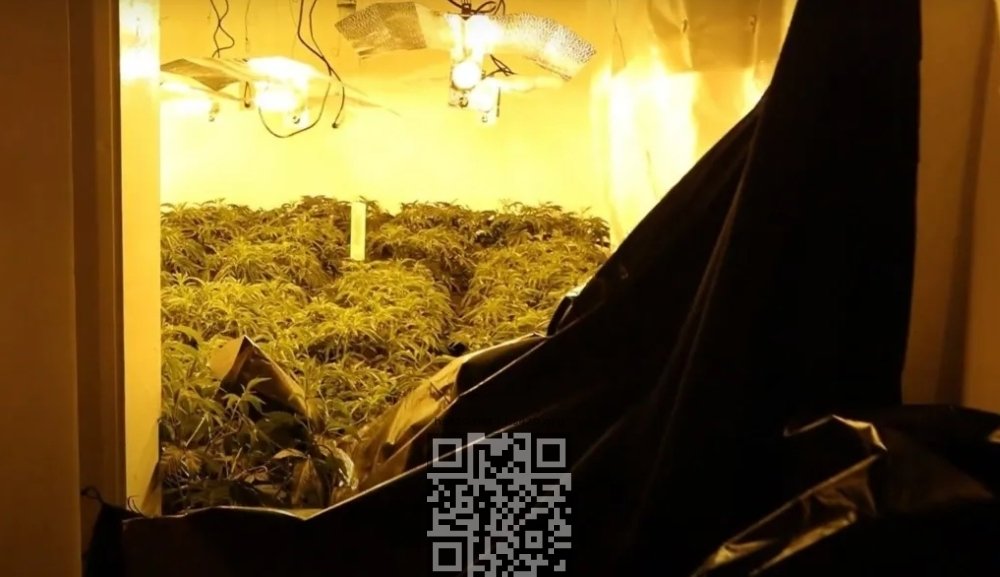 vietnamese-cannabis-grow-room-uk.jpg