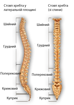 xrebet.png.8acedcd85e1bc5e2277447af2486fe06.png