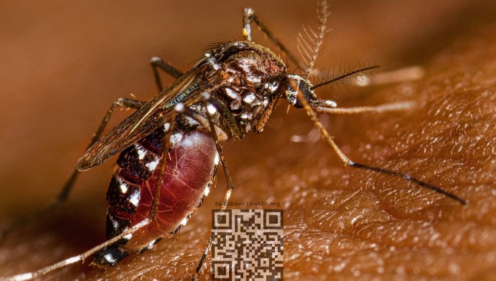yellow-fever-mosquito.jpg