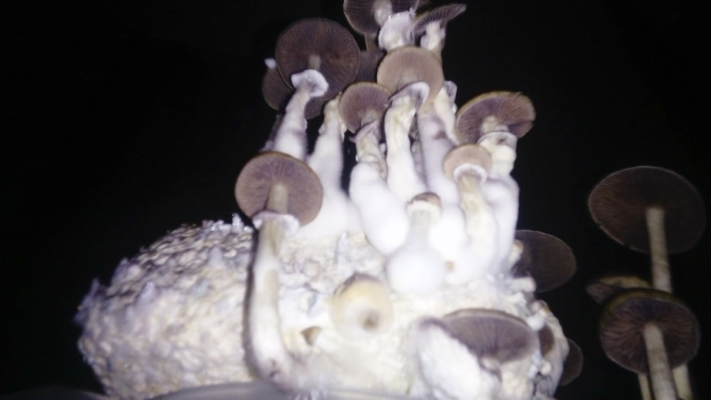 DSC_0032.thumb.JPG.11942ba2f9b71150cbd183e692a88f44.JPG