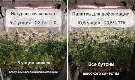 cannabis-defoliation-experiment-final-results-medium-450x269 (1) (1).jpg