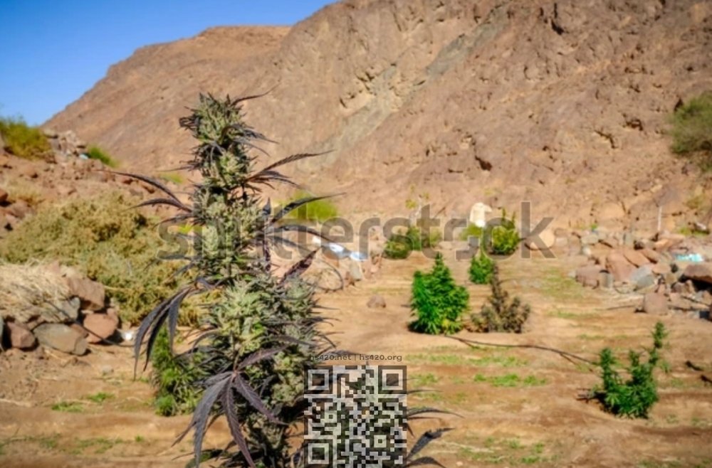 cannabis-grow-egypt-desert.jpg