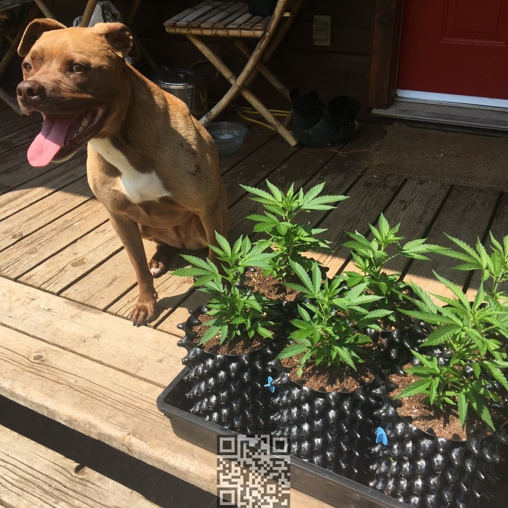 cannabis-grow-home.jpeg