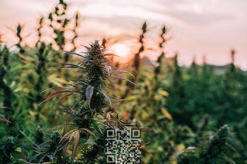 cannabis-grow.jpeg
